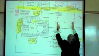 PHYSIOLOGY CELLULAR RESPIRATION PART 1 by Professor Fink [upl. by Enixam581]