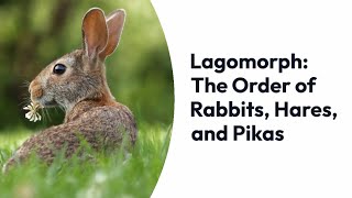 Lagomorphs From Rabbits and Hares to Pikas – Exploring the Order Lagomorpha [upl. by Arded]