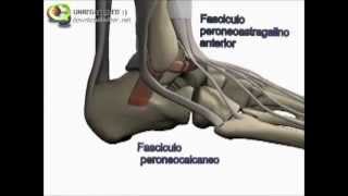 Esguince de tobillo  Anatomía [upl. by Blain805]