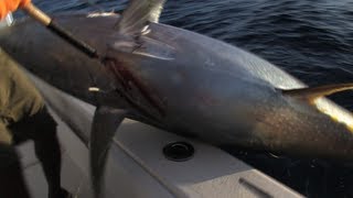 Monster Yellowfin Tuna [upl. by Stephen]