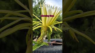 How to pollinate dragon fruit flower [upl. by Kentigerma757]