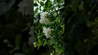 Jasmine flowering planting flowers gardeningtips me [upl. by Yssirk]