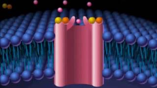 Ligand gated ion channels LGICs YouTube [upl. by Reggie]