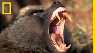 Baboon Attack  National Geographic [upl. by Nordine]