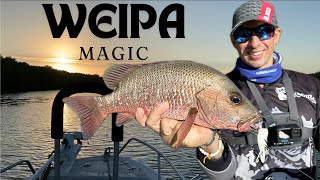 Lure Fishing Weipa Creeks in Winter  Barramundi Mangrove Jack Fingermark Queenfish [upl. by Adnawat]