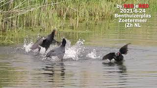 Coot vs 2 Moorhens  Meerkoet vs 2 Waterhoentjes Fulica atra Gallinula chloropus [upl. by Queena]