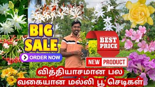 வித்தியாசமான பல வகையான மல்லி பூச்செடிக்கள் ரங்கன் மல்லி ராமர் மல்லி கொடிமல்லிமலராத நந்திய வட்டம் [upl. by Aramoix524]