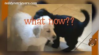 🐻HOW can they DO THIS 😯🫢 trending puppy viral puppies labrador x golden retriever puppies [upl. by Pliske605]