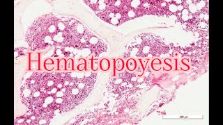 ¿Cómo se forman las células sanguíneas Hematopoyesis parte 1 [upl. by Stoughton]