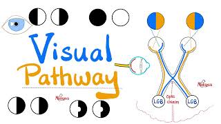 Visual Pathway amp its defects  Optic nerve  Optic Chiasm  Optic tract  Lateral Geniculate Body [upl. by Sami]