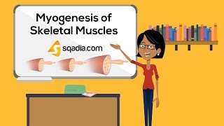 Myogenesis of Skeletal Muscles  Embryology Video Lecture  VLearning  sqadiacom [upl. by Marras]