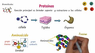 Proteínas Biomoléculas [upl. by Bobby236]