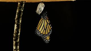 From a Caterpillar to a Monarch Butterfly  TimeLapse Animation [upl. by Lalitta]