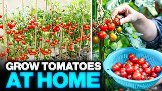 How to grow tomatoes at home and save some money 🍅  Grow Tomatoes in pots for Beginners [upl. by Lacefield]