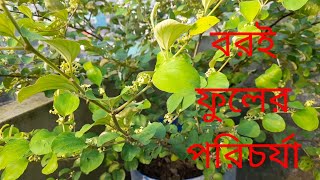 ছাদ বাগানে বরই গাছে ফুল আসার পর পরিচর্যা Care after flowering of plum trees in the roof garden [upl. by Wilfred847]