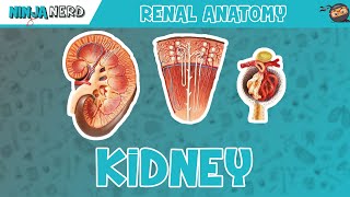 Renal  Kidney Anatomy Model [upl. by Crain]