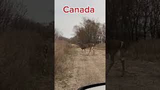 Canada Deer vs USA [upl. by Amre7]