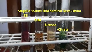 Shigella sonnei Biochemical Tests Demonstration [upl. by Yasnil451]