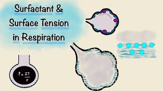 Surfactant and Surface Tension in Respiration  Breathing Mechanics  Respiratory Physiology [upl. by Aivek]