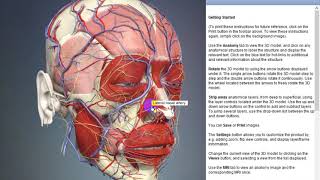 Lateral nasal artery  Arteries of head and neck  3D Human Anatomy  Organs [upl. by Langham]