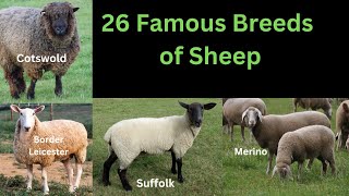 26 Famous Breeds of Sheep  Sheep With High Wool and Meat Yield [upl. by Ellivro]