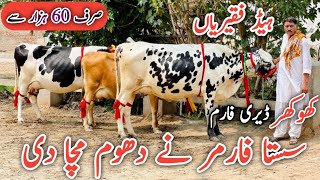 khokher Dairy Farm  Best Cross cows For sale  Dairy Milking cows  Jani Best [upl. by Savill591]