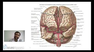 ANATOMIA IRRIGACION CEREBRAL [upl. by Edmund]