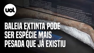 Baleia extinta que foi recémdescoberta pode ser espécie mais pesada que já existiu [upl. by Hasen]