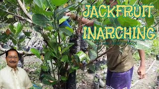 Part1 Approach grafting and inarching  Vegetative propagation in jackfruit by Sec Manny Piñol [upl. by Godbeare108]