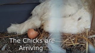 Alans Allotment 66 we have Chicks [upl. by Lyrac]