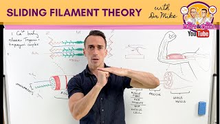 Sliding Filament Theory  Muscle Contraction [upl. by Adabel]