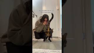 MY CAT CAME RUNNING WHEN HE HEARD ME CRYING ❤️😢 shorts viral [upl. by Leahciam]