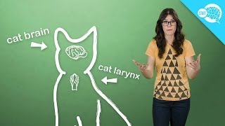 How And Why Do Cats Purr [upl. by Quinby]