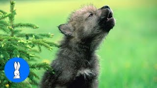 Baby Wolf Pups Howling  CUTEST Compilation [upl. by Anirhtak]