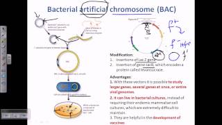 Bacterial artifical chromosome BACs [upl. by Landel]