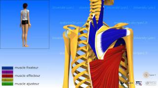 Lépaule ladduction les muscles adducteurs [upl. by Origra]