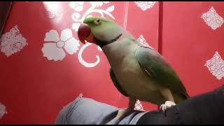 RAW The Best Talking Parrot [upl. by Eelsel]