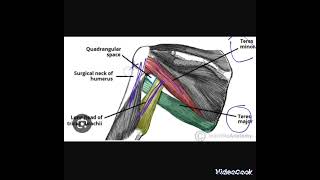 Axillary Nerve Bangla Demoএক্সিলারি নার্ভ বাংলা ডেমো [upl. by Simetra643]