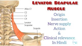 Levator Scapulae Muscle in hindi origin insertion nerve supply action amp clinical relevance [upl. by Nylodnarb]