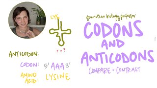 Whats the difference between Codon and Anticodon Intro Biology [upl. by Church998]