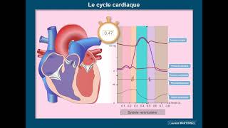 Les étapes du cycle cardiaque  Version 20 [upl. by Bean]