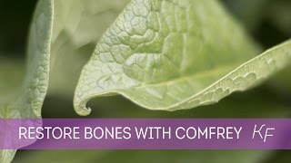 Comfrey  Part I How this Herb Restores Broken Bones Fractures and Ligaments Naturally [upl. by Massie700]