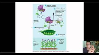 Mendelian Genetics Part 6 Self amp Cross Pollination True Breeding amp Genetic Cross Template [upl. by Adnawyt]