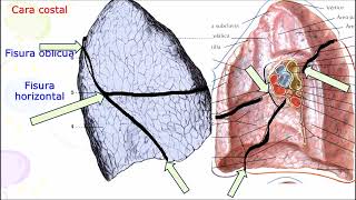 ANATOMIA DE LOS PULMONES PROF DR MARCELINO BRÍTEZ CABRERA [upl. by Sig]