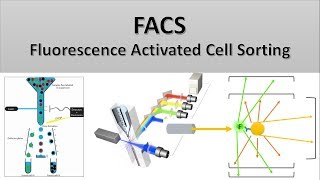 The Principle of Flow Cytometry and FACS 2 FACS Fluorescence Activated Cell Sorting [upl. by Oirram]