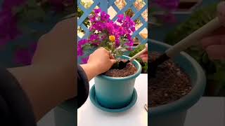 The best way to grow roses at home gardening Rosecultivation agriculture [upl. by Dilks]