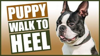 BOSTON TERRIER PUPPY TRAINING How To Train Your Boston Terrier To Walk To Heel [upl. by Ahsiekal]