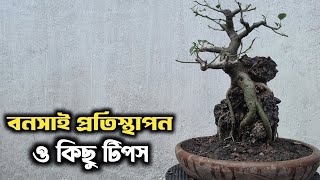 Transplant ficus bonsai and some tips [upl. by Aillimac6]