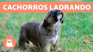 Los mejores LADRIDOS de PERROS CACHORROS 🐶 🔊 ¡Tiernos y Adorables [upl. by Katrina]