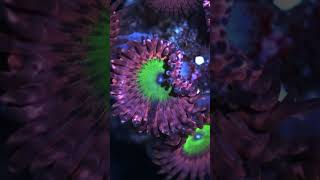 Chucky’s Bride zoanthids time lapse youtubeshorts coral ocean [upl. by Alohs]